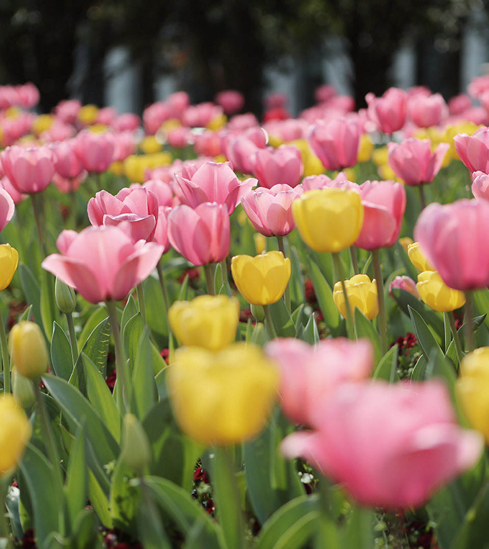 经营范围包括：招标代理；政府采购代理；医疗器械、机电产品的招标；政府采购咨询；招标投标咨询；工程咨询、技术合作交流、技术服务等。目前，公司已完成招标采购代理业务万余个，为招标人降低成本，提高投资效益发挥了应有的作用。